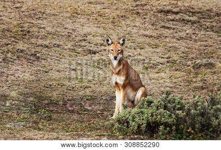 Close Up Of A Rare And Endangered Ethiopian Wolf (canis Simensis) Sitting In Bale Mountains, Ethiopi