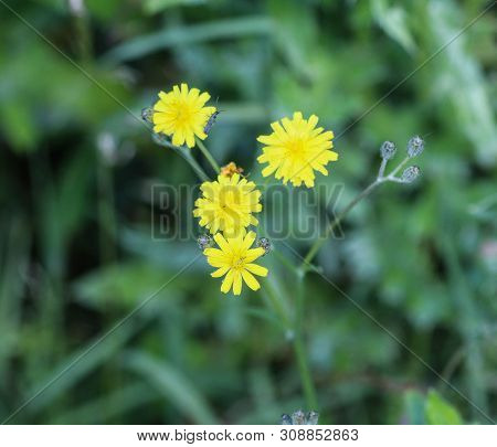 Close Up Of Smooth Hawksbeard Flower In Spring