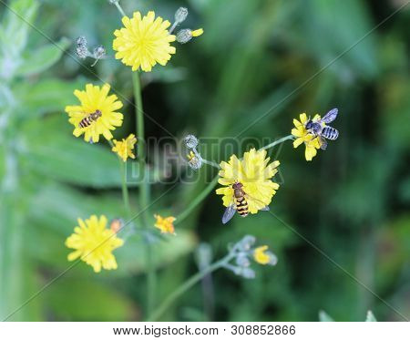 Close Up Of Smooth Hawksbeard Flower In Spring