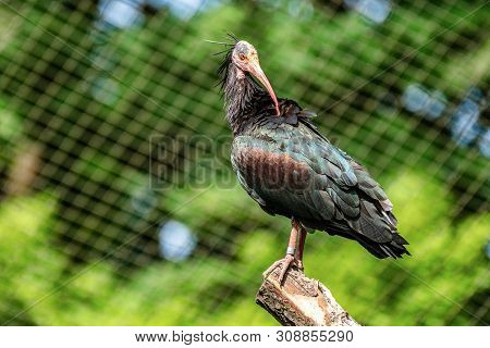 Northern Bald Ibis, Geronticus Eremita In The Zoo