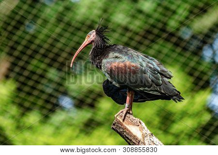 Northern Bald Ibis, Geronticus Eremita In The Zoo