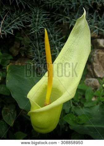 Wild Cretan Flower Macro Background Arum Creticum Araceae