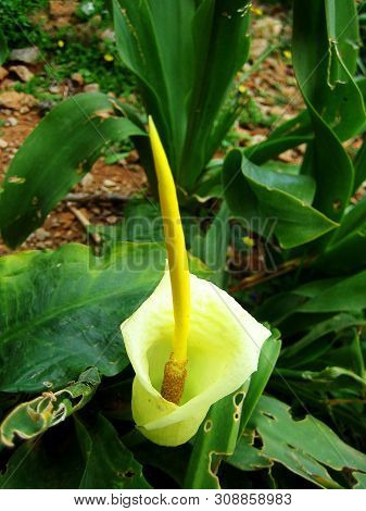 Wild Cretan Flower Macro Background Arum Creticum Araceae