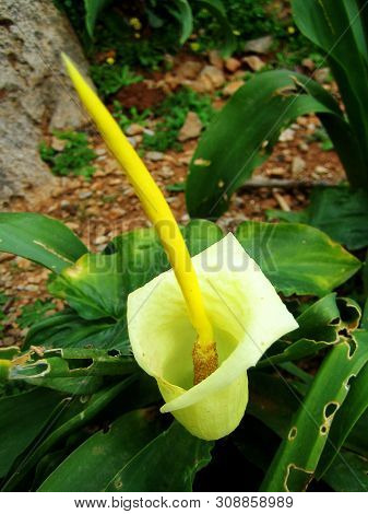 Wild Cretan Flower Macro Background Arum Creticum Araceae