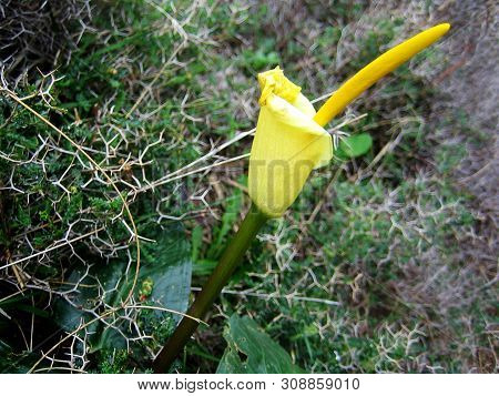 Wild Cretan Flower Macro Background Arum Creticum Araceae