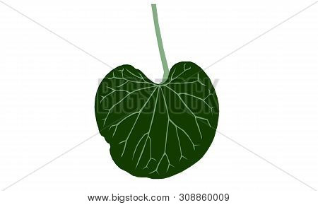 Beautiful Heart-leaved Moonseed Leaf On White Background
