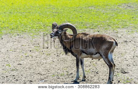 Adult Domesticated Moufflons In Animal Nature Conservation Park, Europe