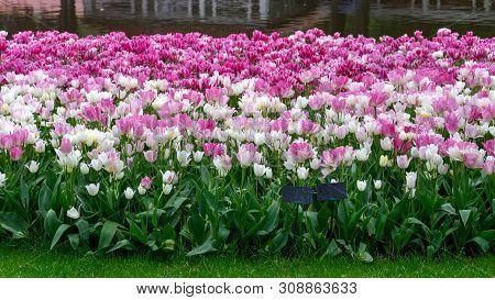 Pink And White Tulip Flowers In Spring Garden, Park.