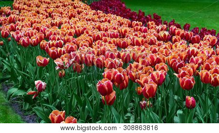 Pink And White Tulip Flowers In Spring Garden, Park.