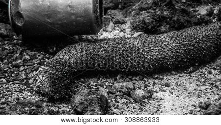 Black And White Underwater Photo Of A Sea Cucumber Next To A Disposed Tin Can Rubbish.