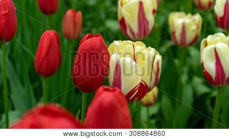 Beautiful Yellow And Red Tulip Flowers In Spring Garden.