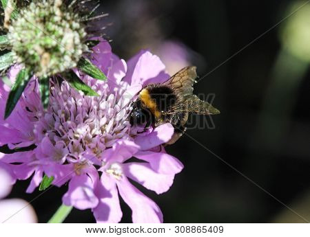 Close Up Of Buff Tailed Bumblebee In Garden