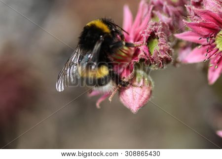Close Up Of Buff Tailed Bumblebee In Garden