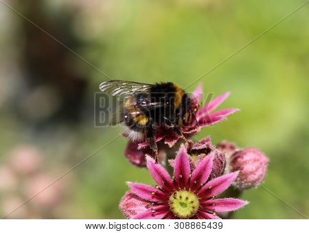Close Up Of Buff Tailed Bumblebee In Garden