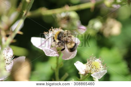 Close Up Of Buff Tailed Bumblebee In Garden