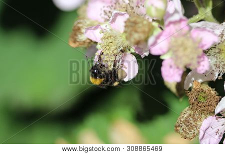Close Up Of Buff Tailed Bumblebee In Garden