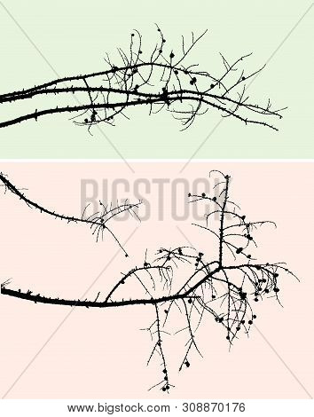 Vector Image Of Silhouettes Of Pine Branches  In The Cold Seasons