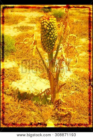 Wild Flower Background And Wallpapers In High Quality Prints Fine Art Gallery