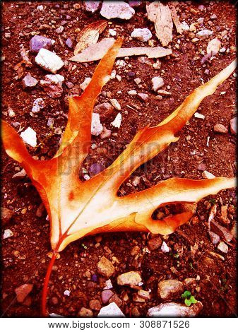 Rouvas Amazing Forest In Crete Greece Fine Art