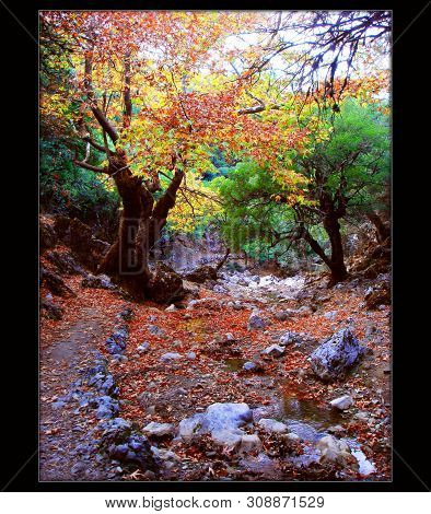 Rouvas Amazing Forest In Crete Greece Fine Art