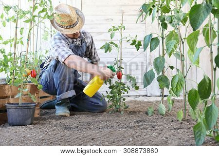 Man In Vegetable Garden Sprays Pesticide On Leaf Of Tomato Plants, Care Of Plants For Growth Concept