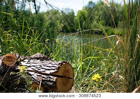 Penek Against The Background Of Water And Plants