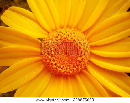 Yellow Chrysanthemun Flower Macro Background Wallpaper Fine Art Prints