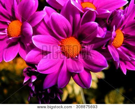 Purple Chrysanthemun Flower Macro Background Wallpaper Fine Art Prints