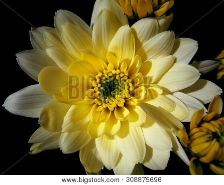 Yellow Chrysanthemun Flower Macro Background Wallpaper Fine Art Prints