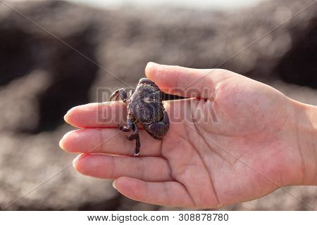 Sea Crab Sitting On Hand. Morjim Beach, Goa