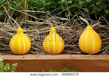 Funny Striped Ripe Yellow Pumpkin