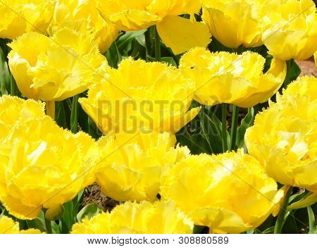 The Plot Is Planted With Blooming Bright Yellow Tulips With A Fringe. Spring.
