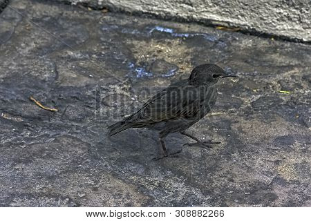 Prunella Modularis Known As Dunnock, Hedge Accentor, Hedge Sparrow, Or Hedge Warbler - Small Passeri