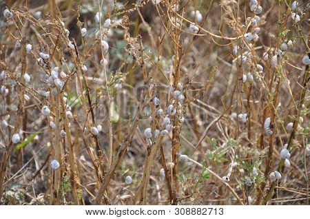 Many Small White Snails Are Sitting On Field Plants. Dry Grass.