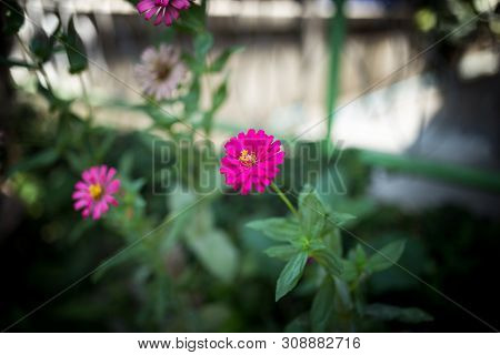 Picture Of The Little Pnk Flowers In The Green Garden At Summer Season