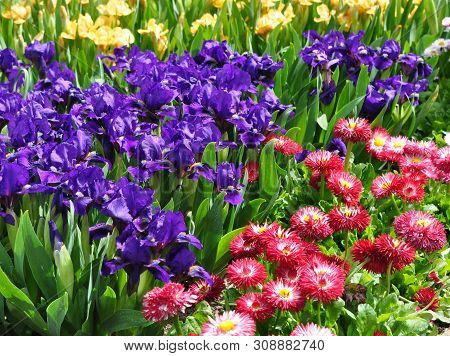 Pink Daisies, Purple And Yellow Dwarf Irises In A Group Planting.