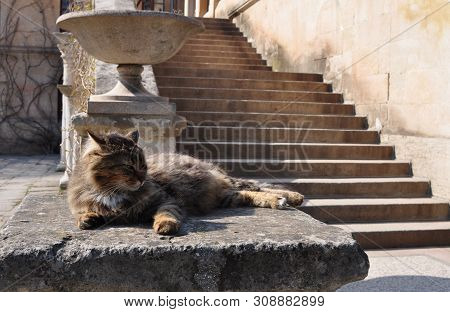 Fluffy Brown Cat Lies On A Stone Slab At The Entrance To The Stairs. Old Building.