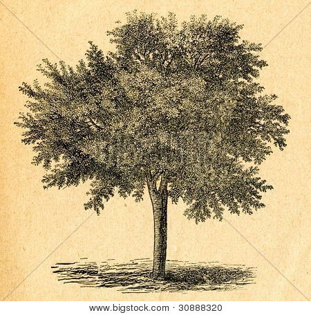 Arbre de la cerise - vieux illustration par un artiste inconnu du Botanika Szkolna na Klasy Nizsze, auteur Jozef