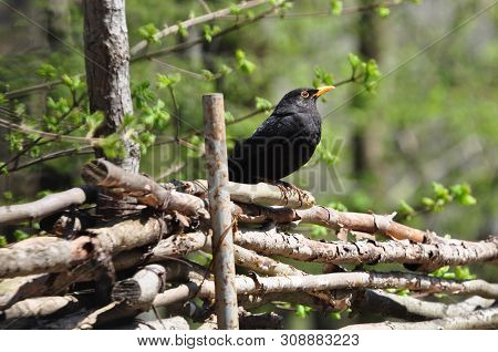 Bird Blackbird Sits On The Fence Of Wooden Branches.