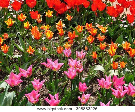 Plot Planted With Blooming Bright Tulips Of Different Varieties. Yellow, Pink And Red Tulips In Grou