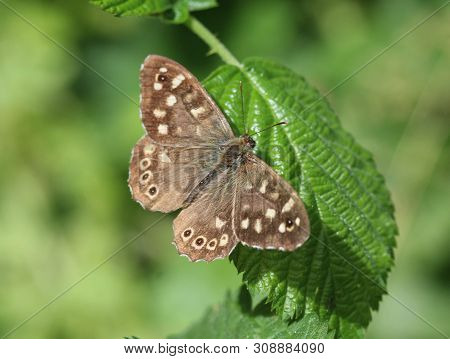 Speckled Wood Butterfly (pararge Aegeria), Sitting On A Leaf