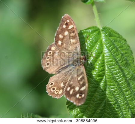 Speckled Wood Butterfly (pararge Aegeria), Sitting On A Leaf