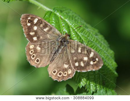 Speckled Wood Butterfly (pararge Aegeria), Sitting On A Leaf