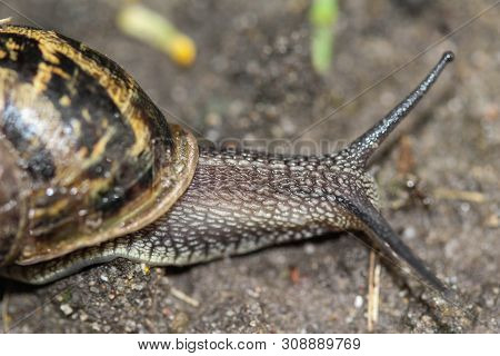 Close Up Of Garden Snail On Ground