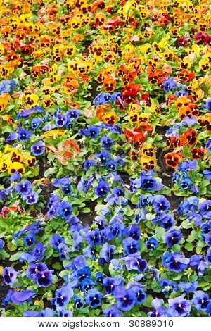 Viola tricolor maceška, záhonu