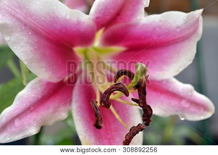 Amarylis Flower, Full Bloom In A Tropical Botanical Garden. Hippeastrum Amaryllis