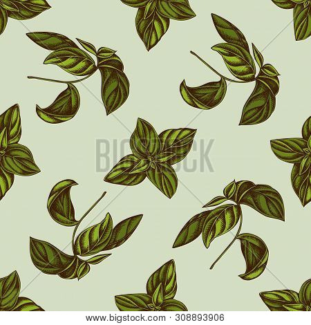 Seamless Pattern With Hand Drawn Colored Basil Stock Illustration