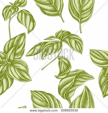 Seamless Pattern With Hand Drawn Pastel Basil Stock Illustration