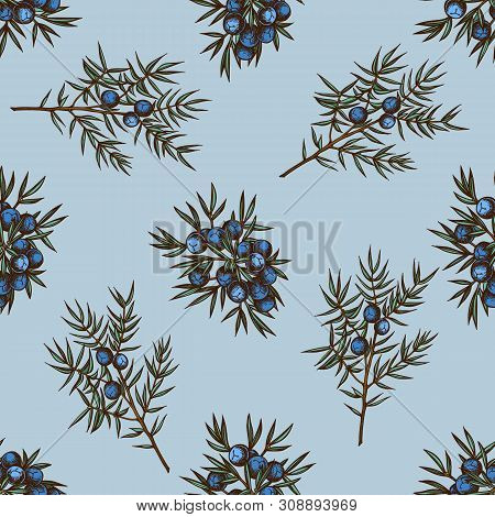 Seamless Pattern With Hand Drawn Colored Juniper Stock Illustration