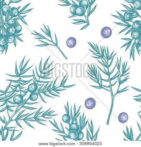 Seamless Pattern With Hand Drawn Pastel Juniper Stock Illustration